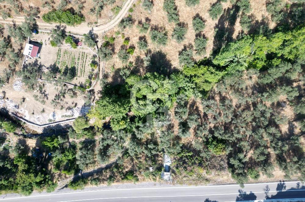ÇANAKKALE KÜÇÜKKUYUDA SATILIK ZEYTİNLİK
