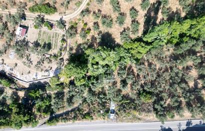 ÇANAKKALE KÜÇÜKKUYUDA SATILIK ZEYTİNLİK