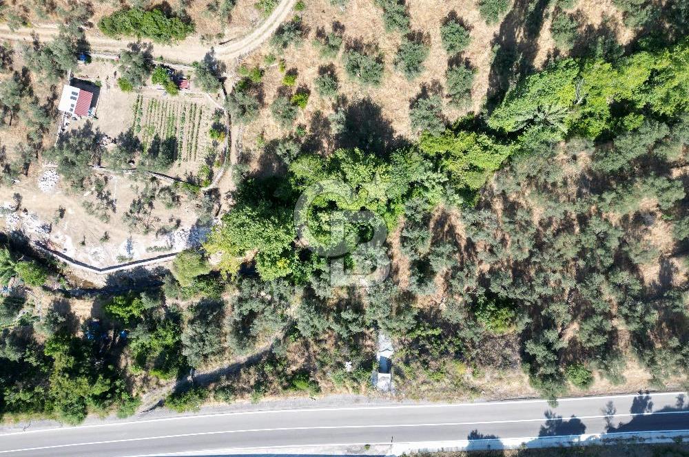ÇANAKKALE KÜÇÜKKUYUDA SATILIK ZEYTİNLİK