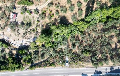 ÇANAKKALE KÜÇÜKKUYUDA SATILIK ZEYTİNLİK