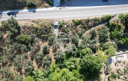 ÇANAKKALE KÜÇÜKKUYUDA SATILIK ZEYTİNLİK