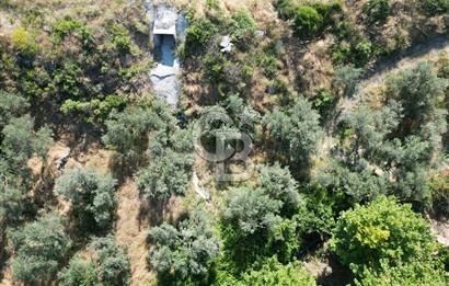 ÇANAKKALE KÜÇÜKKUYUDA SATILIK ZEYTİNLİK