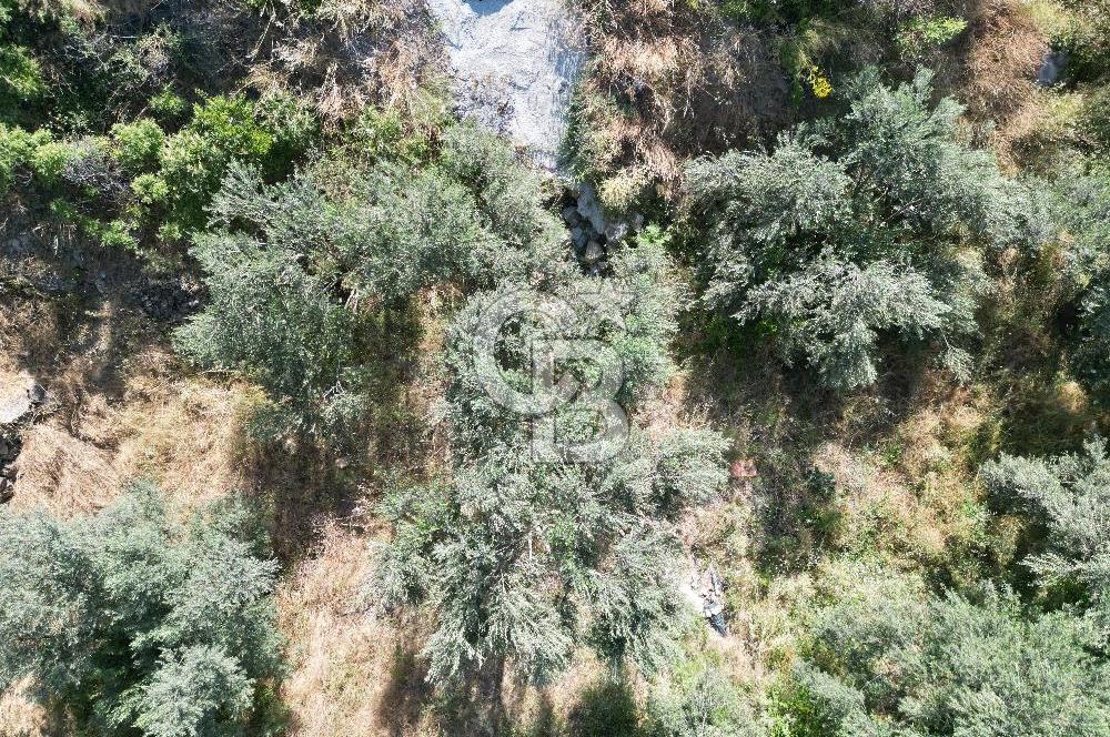 ÇANAKKALE KÜÇÜKKUYUDA SATILIK ZEYTİNLİK
