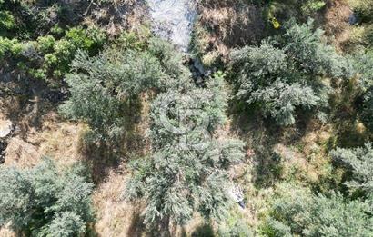 ÇANAKKALE KÜÇÜKKUYUDA SATILIK ZEYTİNLİK