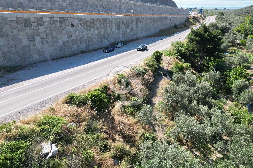 ÇANAKKALE KÜÇÜKKUYUDA SATILIK ZEYTİNLİK