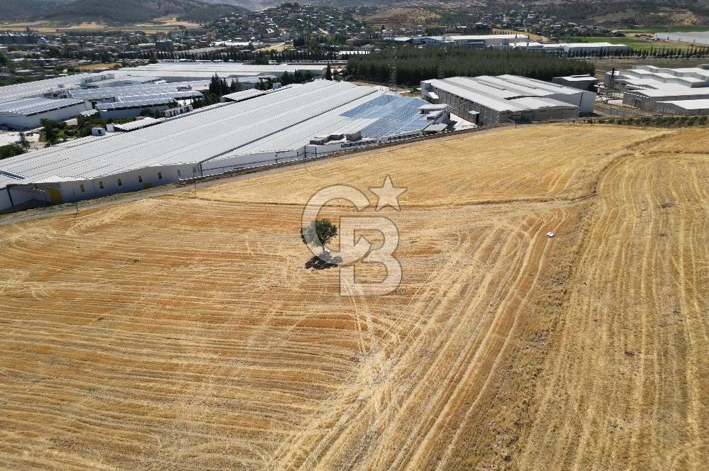 COLDWELL BANKER'DAN KILILIDA SATILIK TARLA