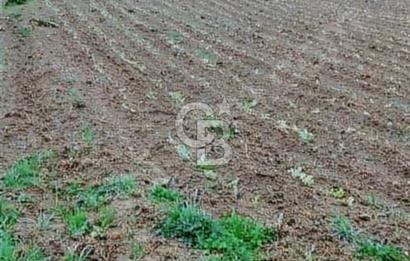 SAKARYA KAYNARCA YENİÇAM MAH. YOLA 2. PARSEL