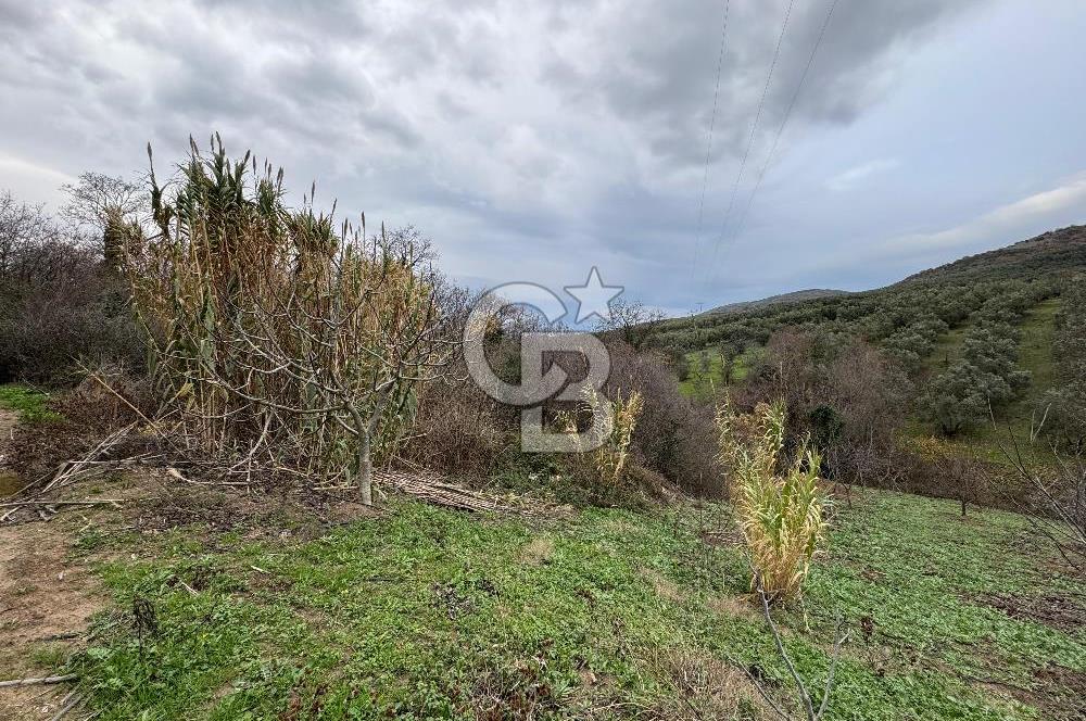 Mudanya Mirzaobada satılık 715 m2 Tarla