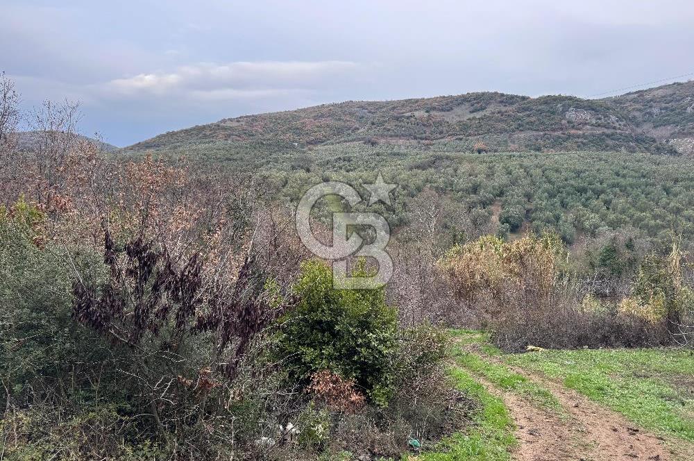 Mudanya Mirzaobada satılık 715 m2 Tarla