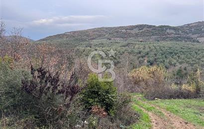 Mudanya Mirzaobada satılık 715 m2 Tarla