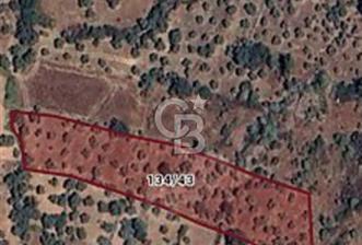 MİLAS SÖĞÜTÇÜK'DE SATILIK 728m2 ZEYTİNLİK