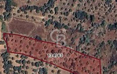 MİLAS SÖĞÜTÇÜK'DE SATILIK 728m2 ZEYTİNLİK