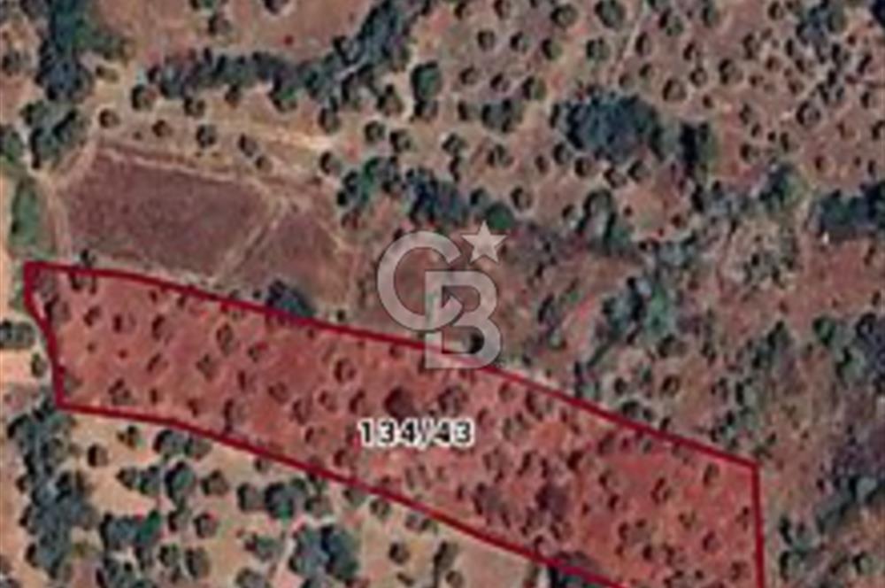 MİLAS SÖĞÜTÇÜK'DE SATILIK 728m2 ZEYTİNLİK