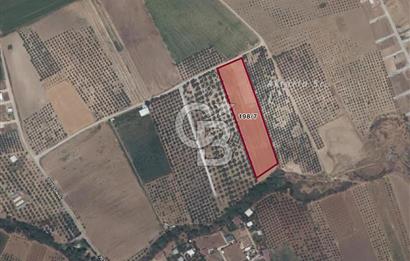 İzmir Menderes Oğlananasında Satılık 9575 m2 Tarla