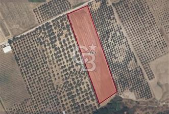 İzmir Menderes Oğlananasında Satılık 9575 m2 Tarla