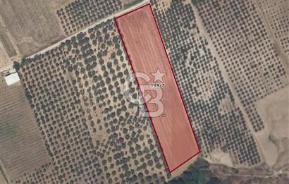 İzmir Menderes Oğlananasında Satılık 9575 m2 Tarla