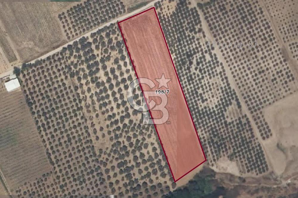 İzmir Menderes Oğlananasında Satılık 9575 m2 Tarla