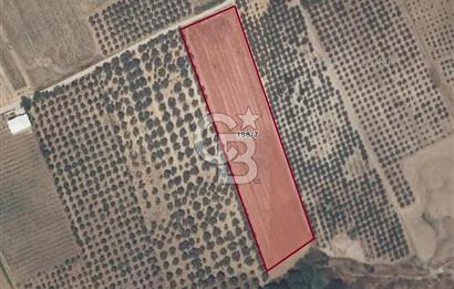 İzmir Menderes Oğlananasında Satılık 9575 m2 Tarla