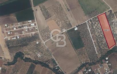 İzmir Menderes Oğlananasında Satılık 9575 m2 Tarla
