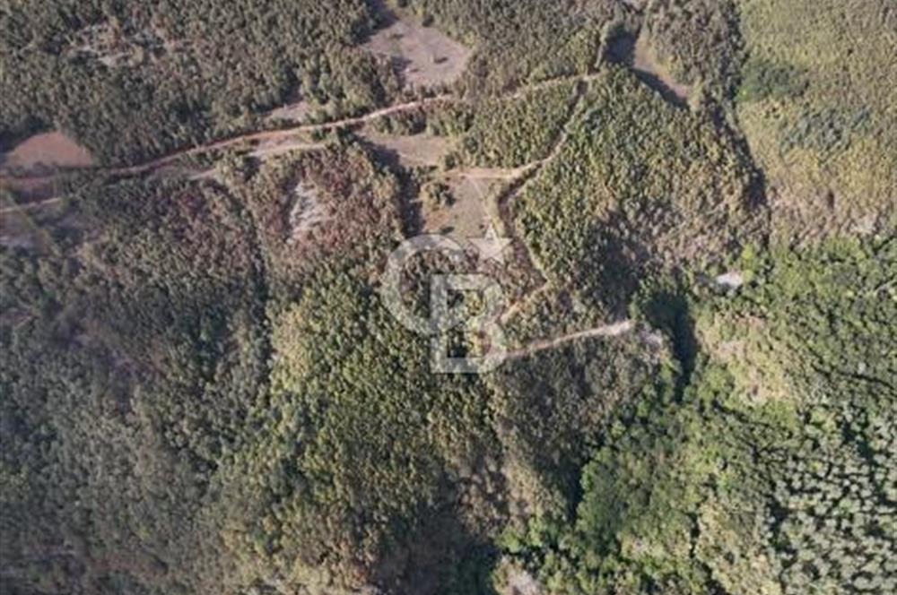 Bursa İznik Candarlı satılık tarla
