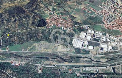 BALIKESİR;BURHANİYE,ŞARKÖY DE YOLU OLAN SATILIK ZEYTİNLİK