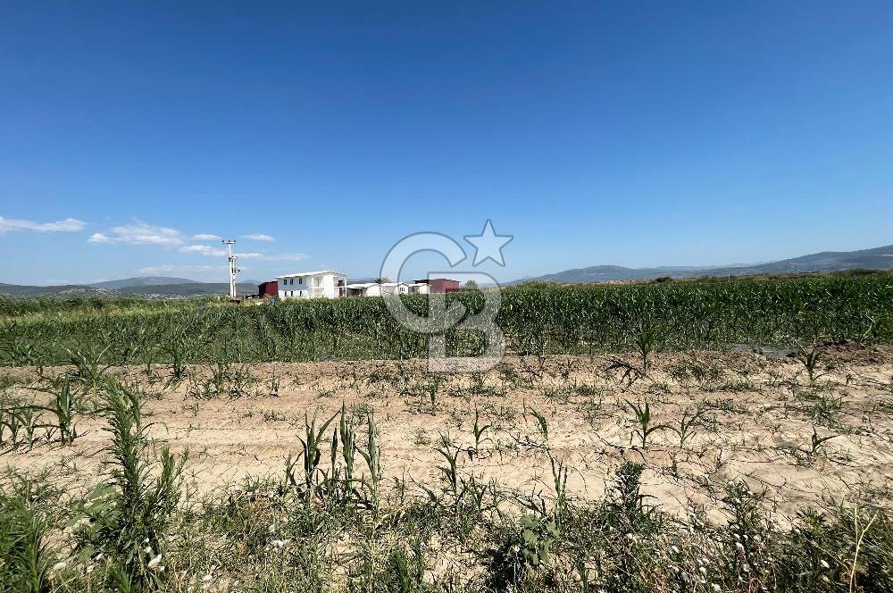 MİLAS KORU'DA 7.5 DÖNÜM YOLA SIFIR TARLA