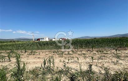 MİLAS KORU'DA 7.5 DÖNÜM YOLA SIFIR TARLA