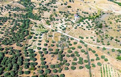 GÖKÇEADA ŞİRİNKÖY ZEYTİNLİK