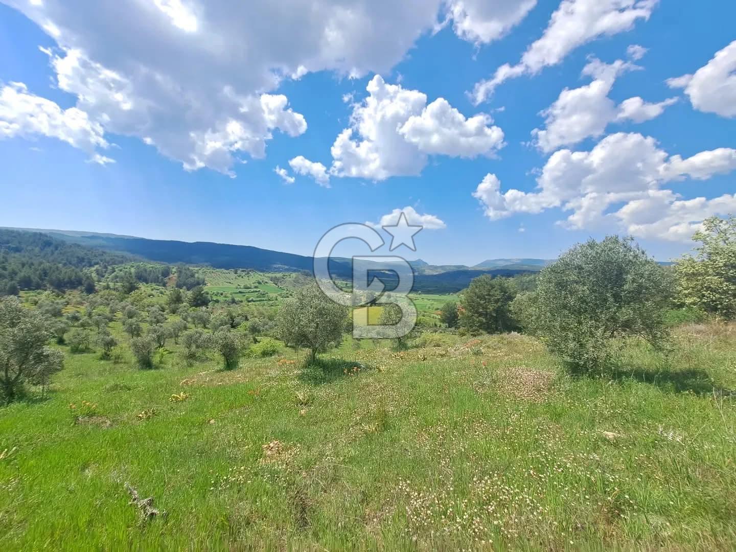 Algı'da Satılık 12.846 m² 3 Parsel, Ayrı Müstakil Tapulu Tarla!