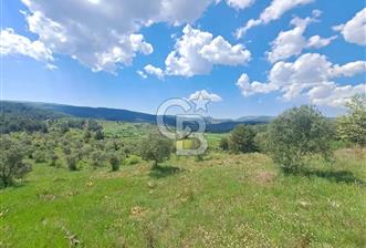 Algı'da Satılık 12.846 m² 3 Parsel, Ayrı Müstakil Tapulu Tarla!
