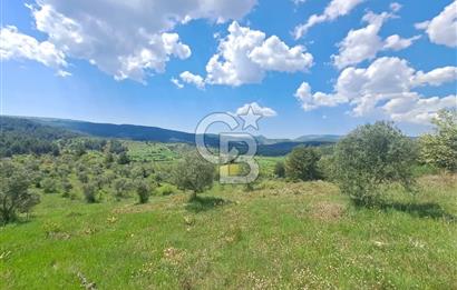 Algı'da Satılık 12.846 m² 3 Parsel, Ayrı Müstakil Tapulu Tarla!