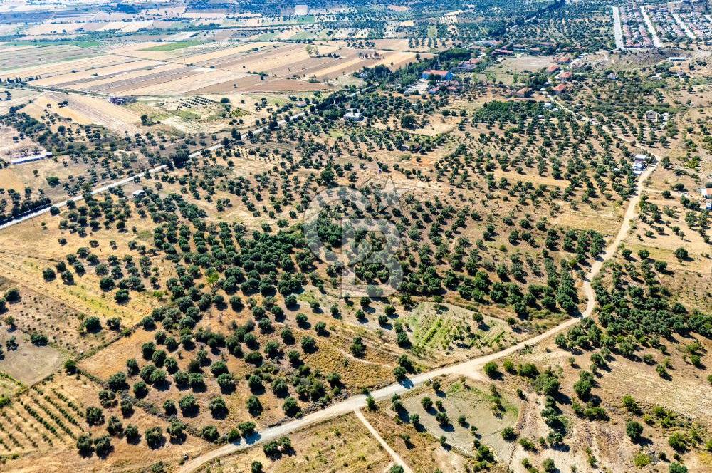 GÖKÇEADA ŞİRİNKÖY ZEYTİNLİK