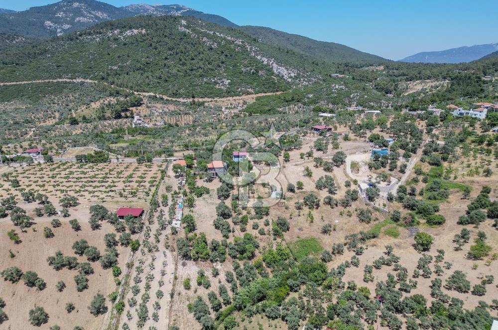 Buca Doğancılar'da Müstakil Villalı Zeytinlik