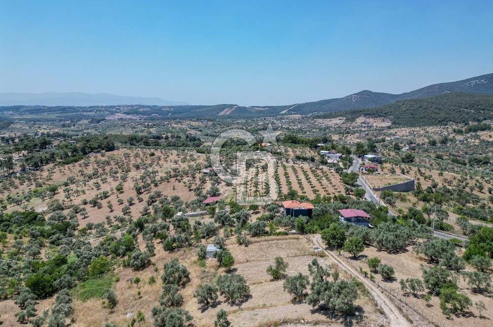 Buca Doğancılar'da Müstakil Villalı Zeytinlik