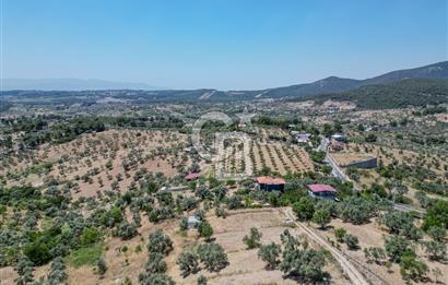 Buca Doğancılar'da Müstakil Villalı Zeytinlik
