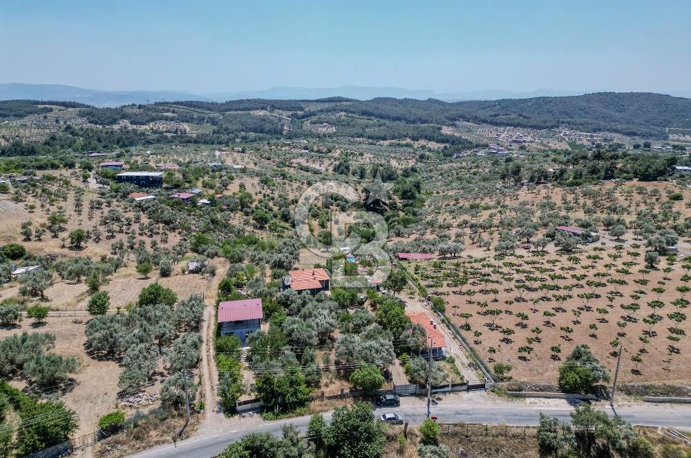 Buca Doğancılar'da Müstakil Villalı Zeytinlik