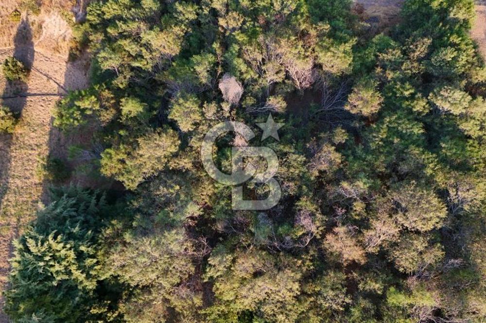 Datça Kızlan'da Satılık 1.500 m2 TARLA !!