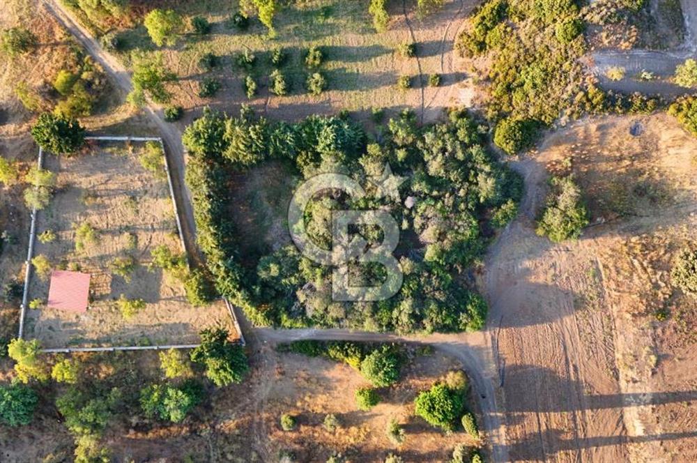 Datça Kızlan'da Satılık 1.500 m2 TARLA !!