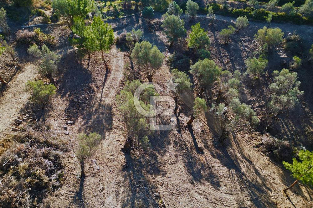 Seferihisar Merkeze 3 km Uzaklıkta Zeytinlik