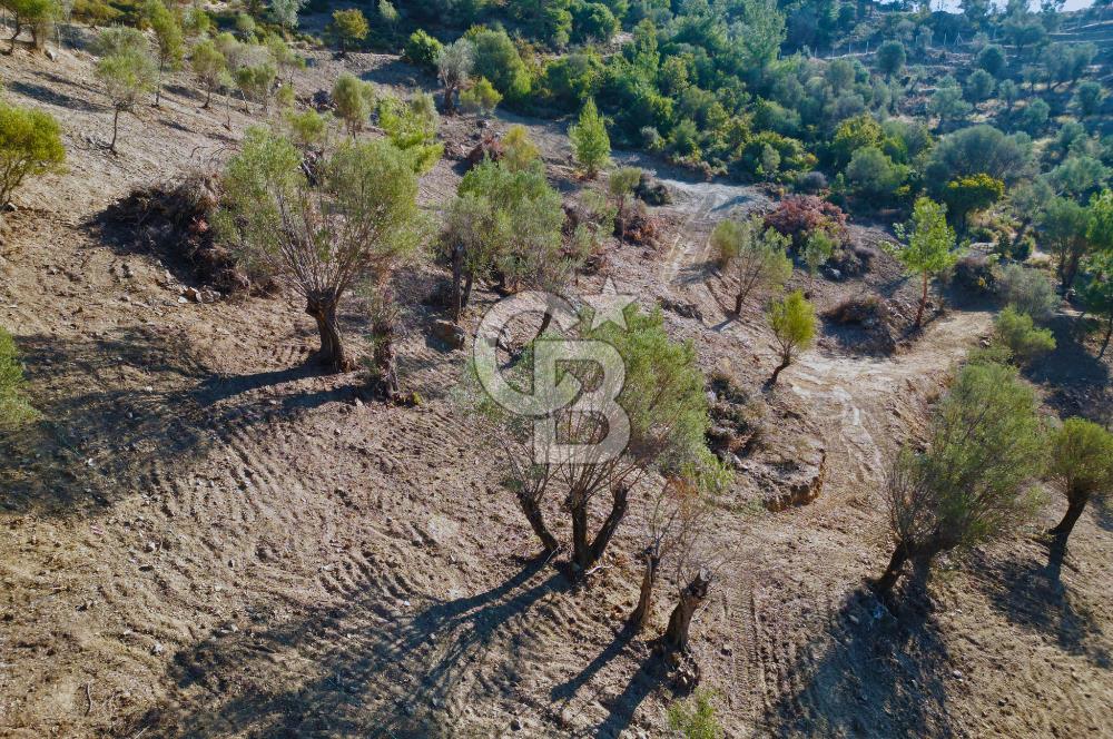 Seferihisar Merkeze 3 km Uzaklıkta Zeytinlik