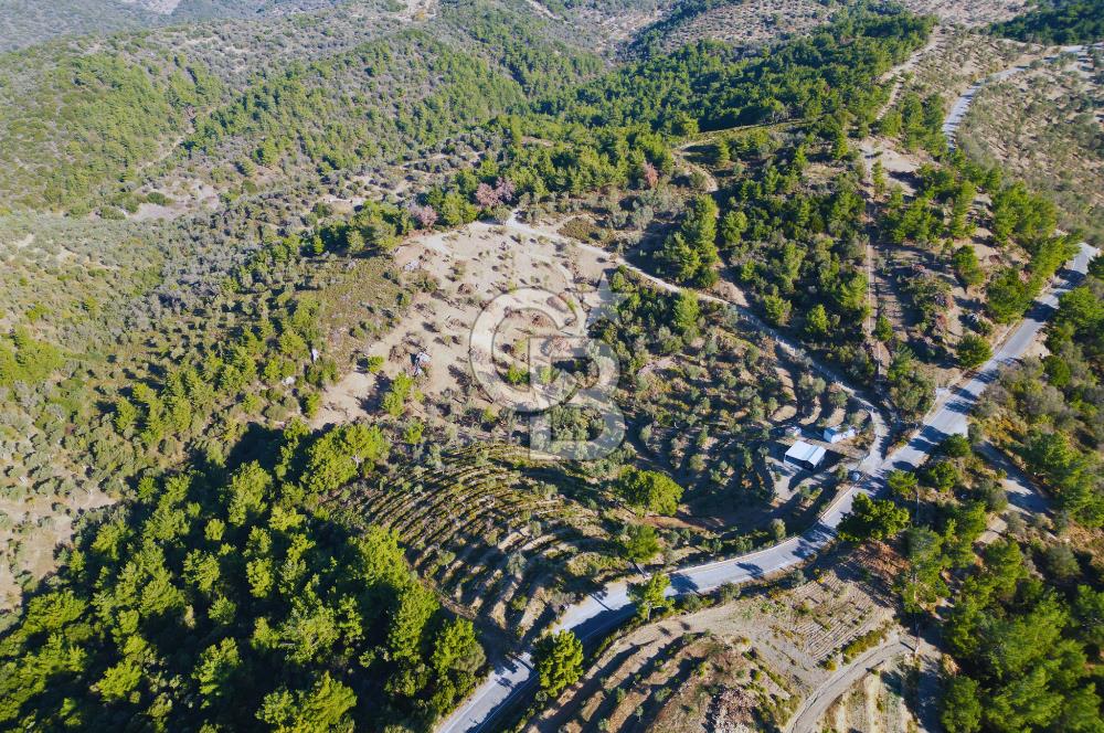 Seferihisar Merkeze 3 km Uzaklıkta Zeytinlik