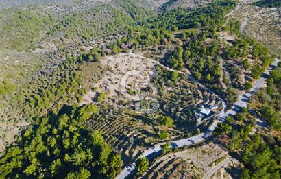Seferihisar Merkeze 3 km Uzaklıkta Zeytinlik