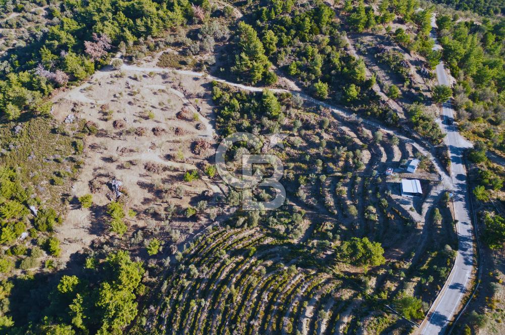 Seferihisar Merkeze 3 km Uzaklıkta Zeytinlik
