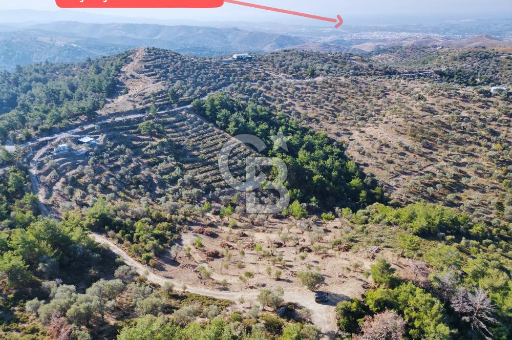 Seferihisar Merkeze 3 km Uzaklıkta Zeytinlik