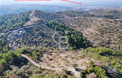 Seferihisar Merkeze 3 km Uzaklıkta Zeytinlik