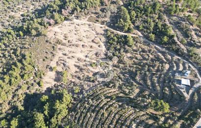 Seferihisar Merkeze 3 km Uzaklıkta Zeytinlik
