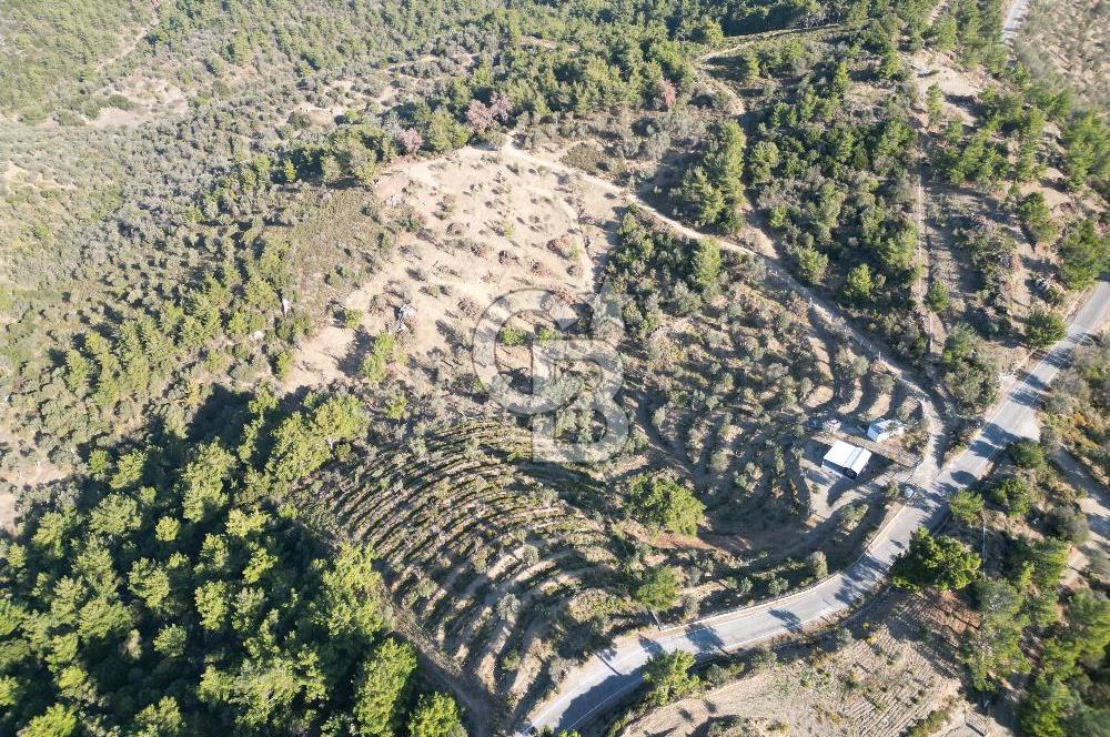 Seferihisar Merkeze 3 km Uzaklıkta Zeytinlik