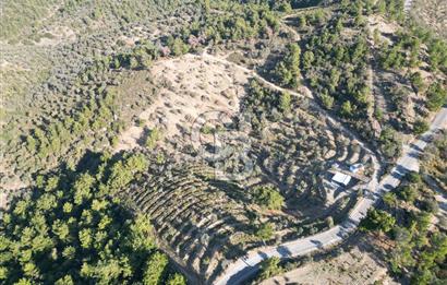 Seferihisar Merkeze 3 km Uzaklıkta Zeytinlik