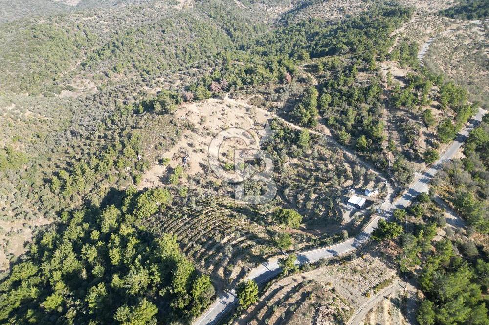 Seferihisar Merkeze 3 km Uzaklıkta Zeytinlik