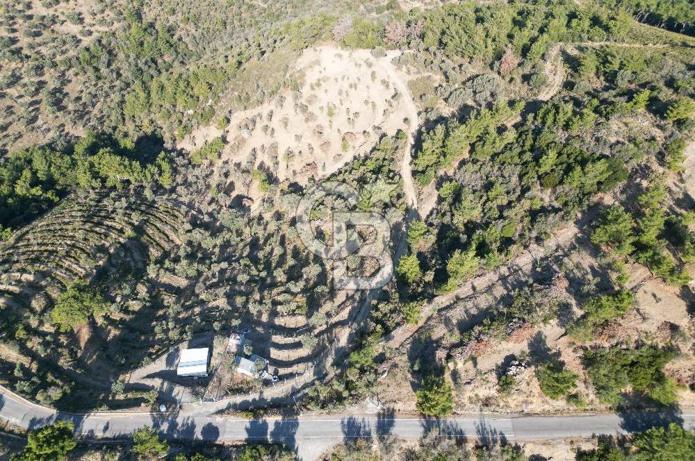 Seferihisar Merkeze 3 km Uzaklıkta Zeytinlik